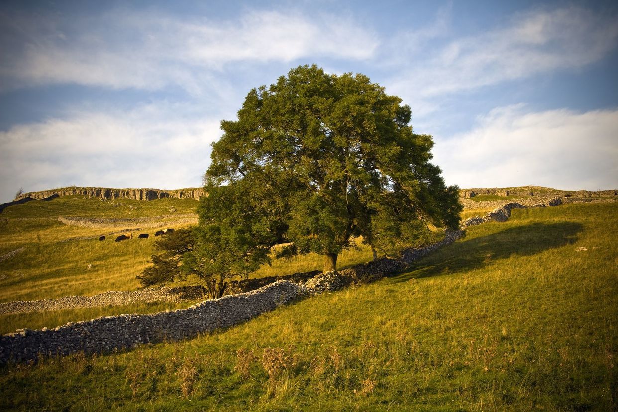 Ingleton Park, Dead Rising Wiki