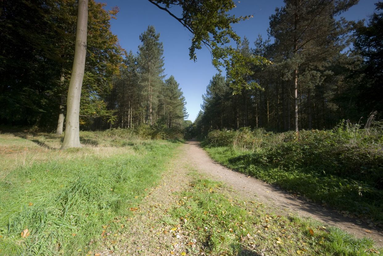 Cannock Chase Area Of Outstanding Natural Beauty Hikepack Clever Hiking Maps